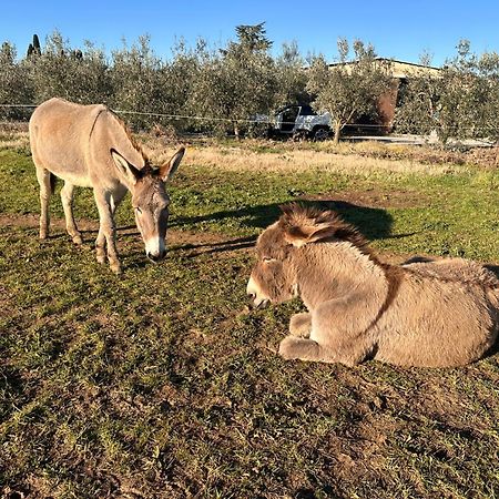 Agriturismo Il Puntoncino 马西利亚纳 外观 照片