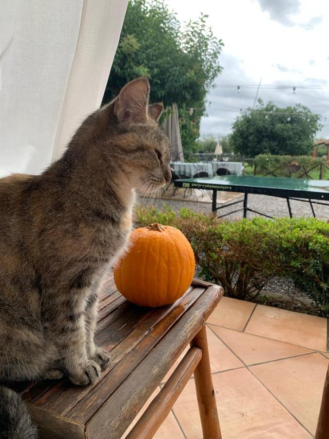 Agriturismo Il Puntoncino 马西利亚纳 外观 照片